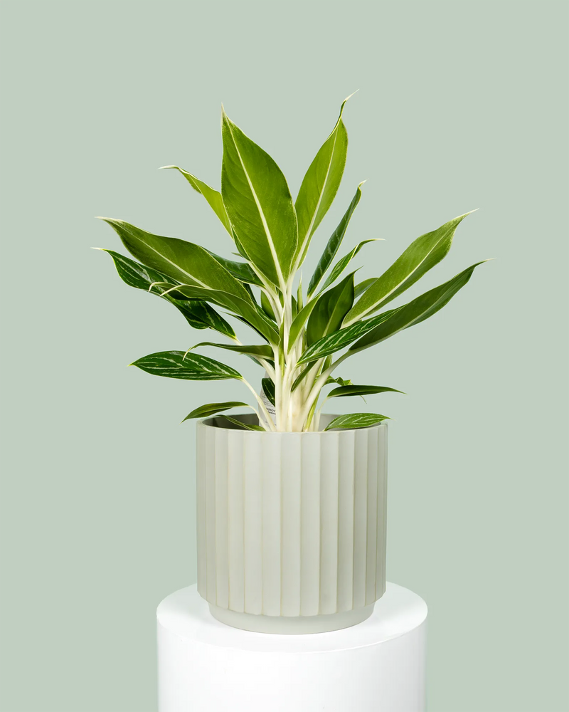 Aglaonema White Tip