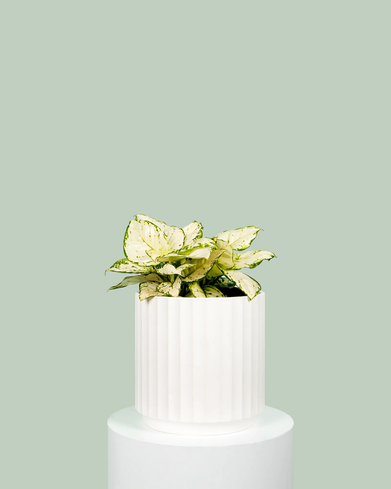 Aglaonema White Valentine