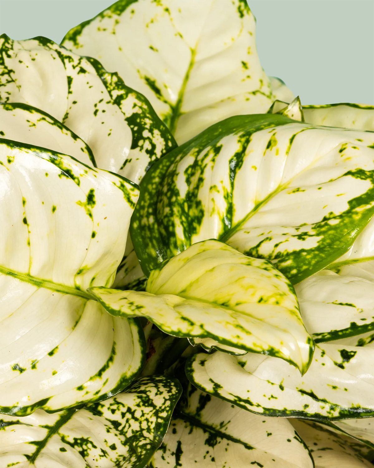 Aglaonema White Valentine