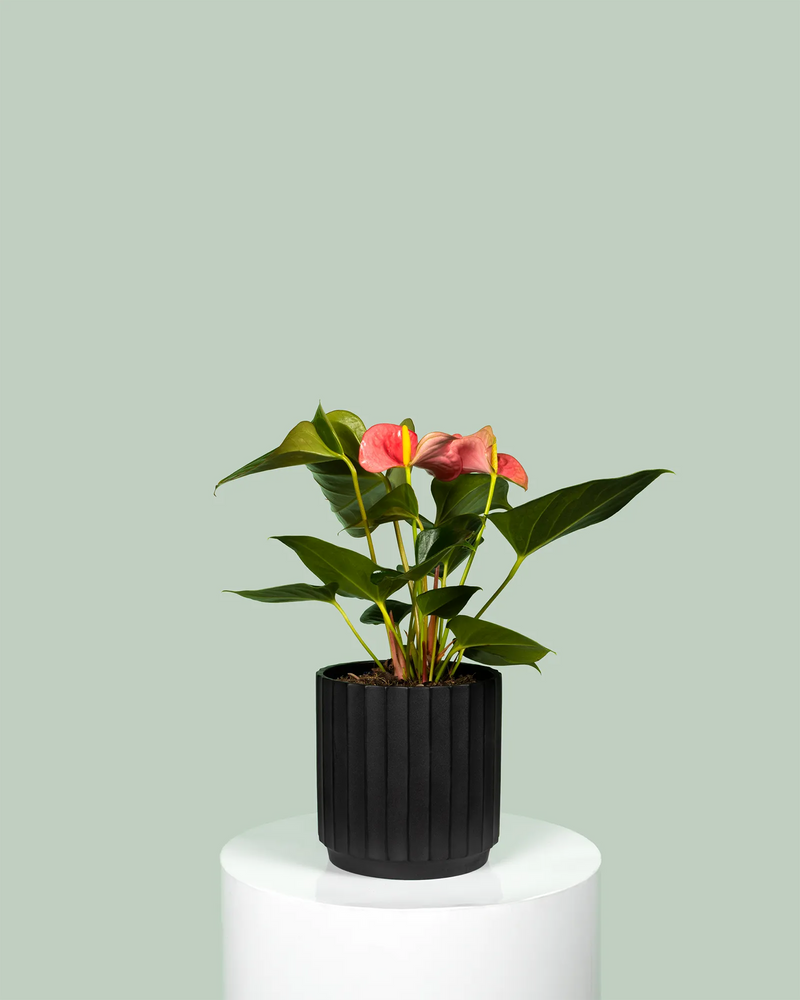 Anthurium Pink