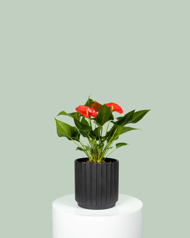 Anthurium Red