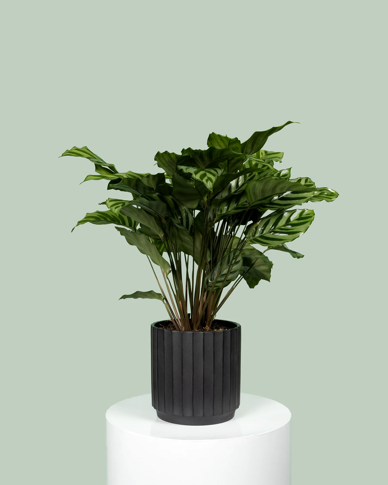 Calathea Freddy