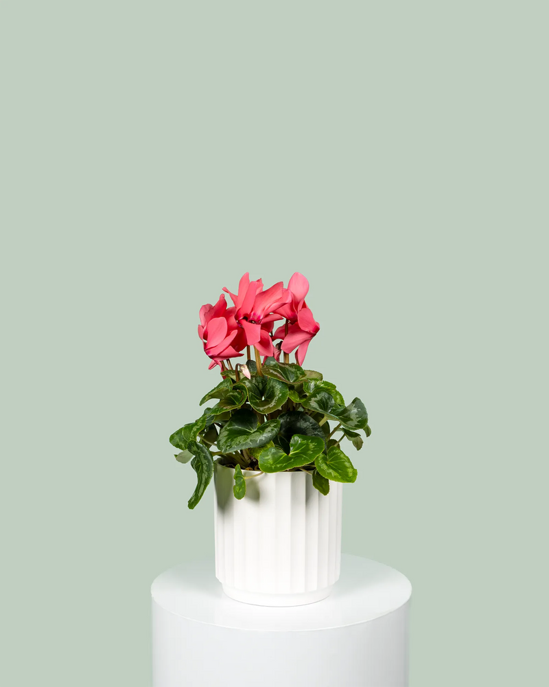 Cyclamen Persicum