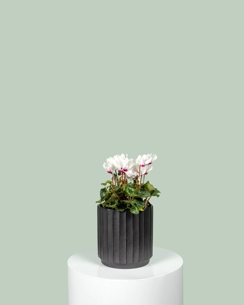 Cyclamen Persicum Victoria (Absolu de Morel)