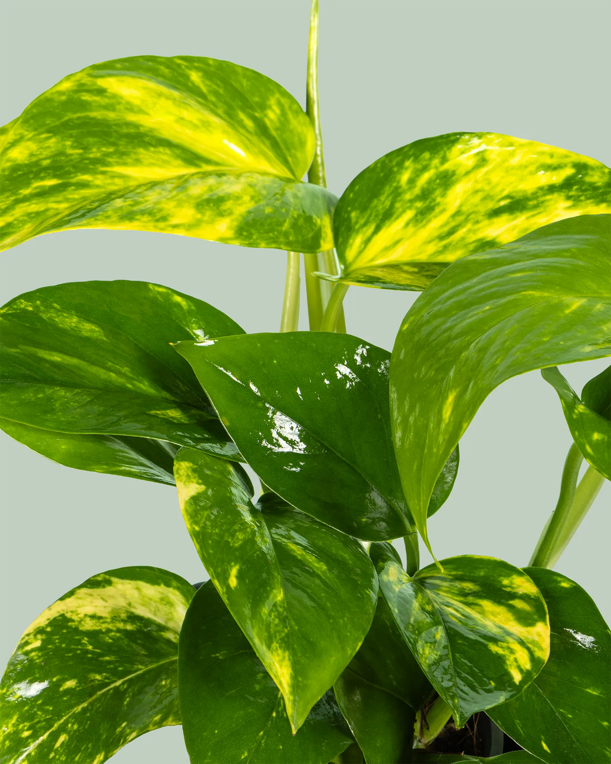 Epipremnum aureum Green Gold