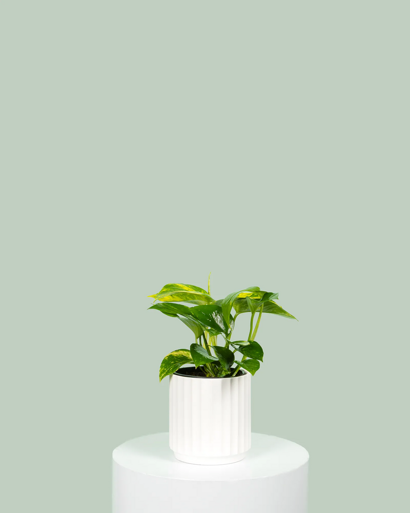 Epipremnum aureum Green Gold