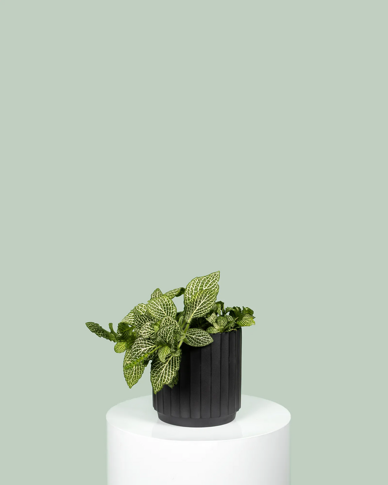 Fittonia Tiger