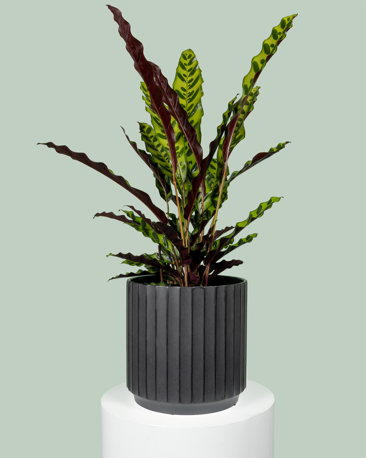 Calathea Insignis