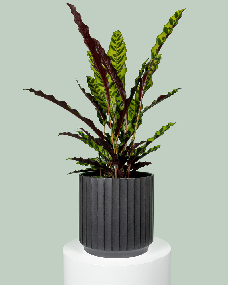 Calathea Insignis