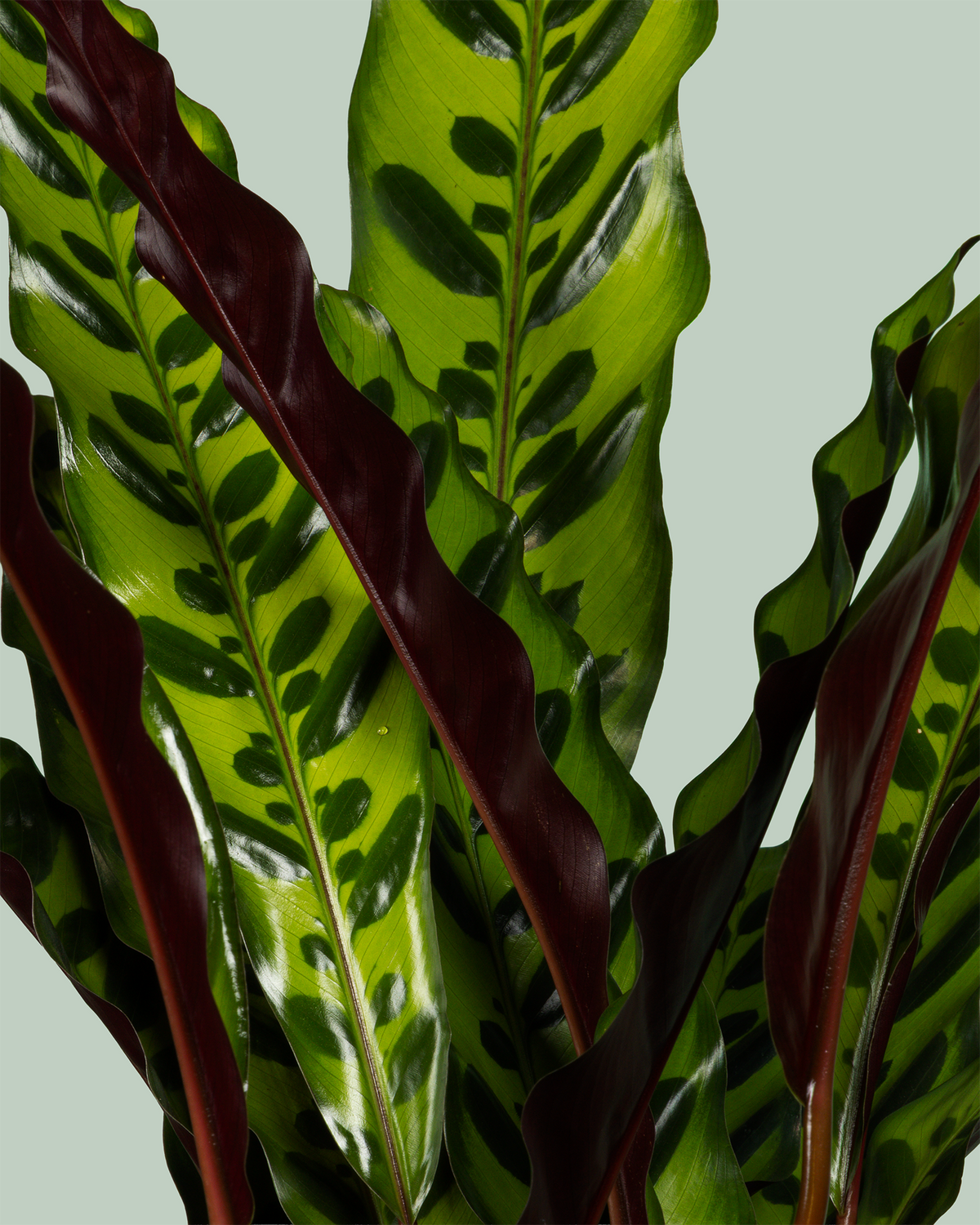 Calathea Insignis