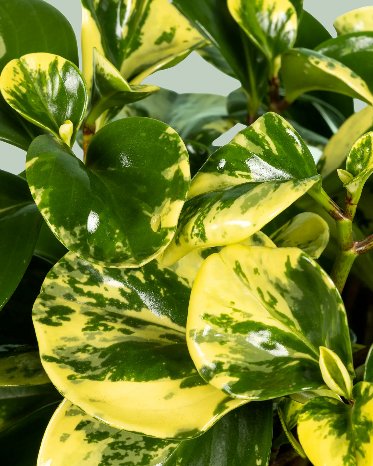 Peperomia Obtusifolia Marble