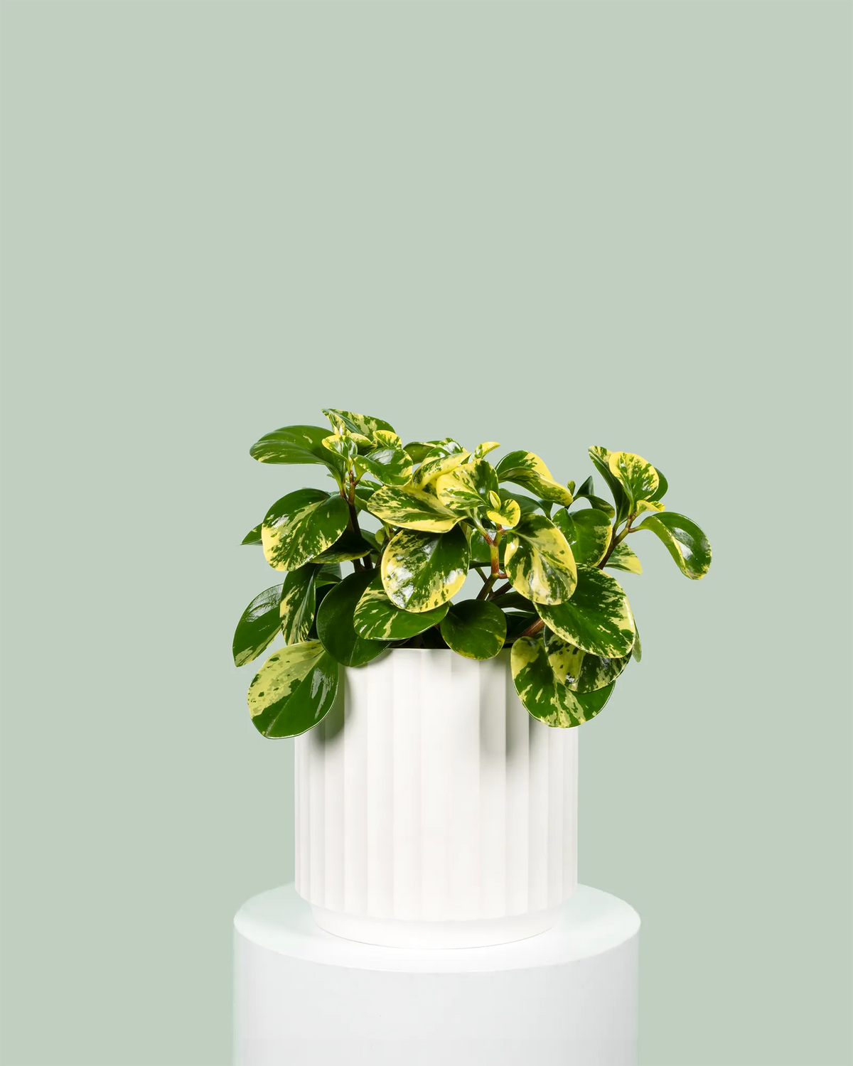 Peperomia Obtusifolia Marble
