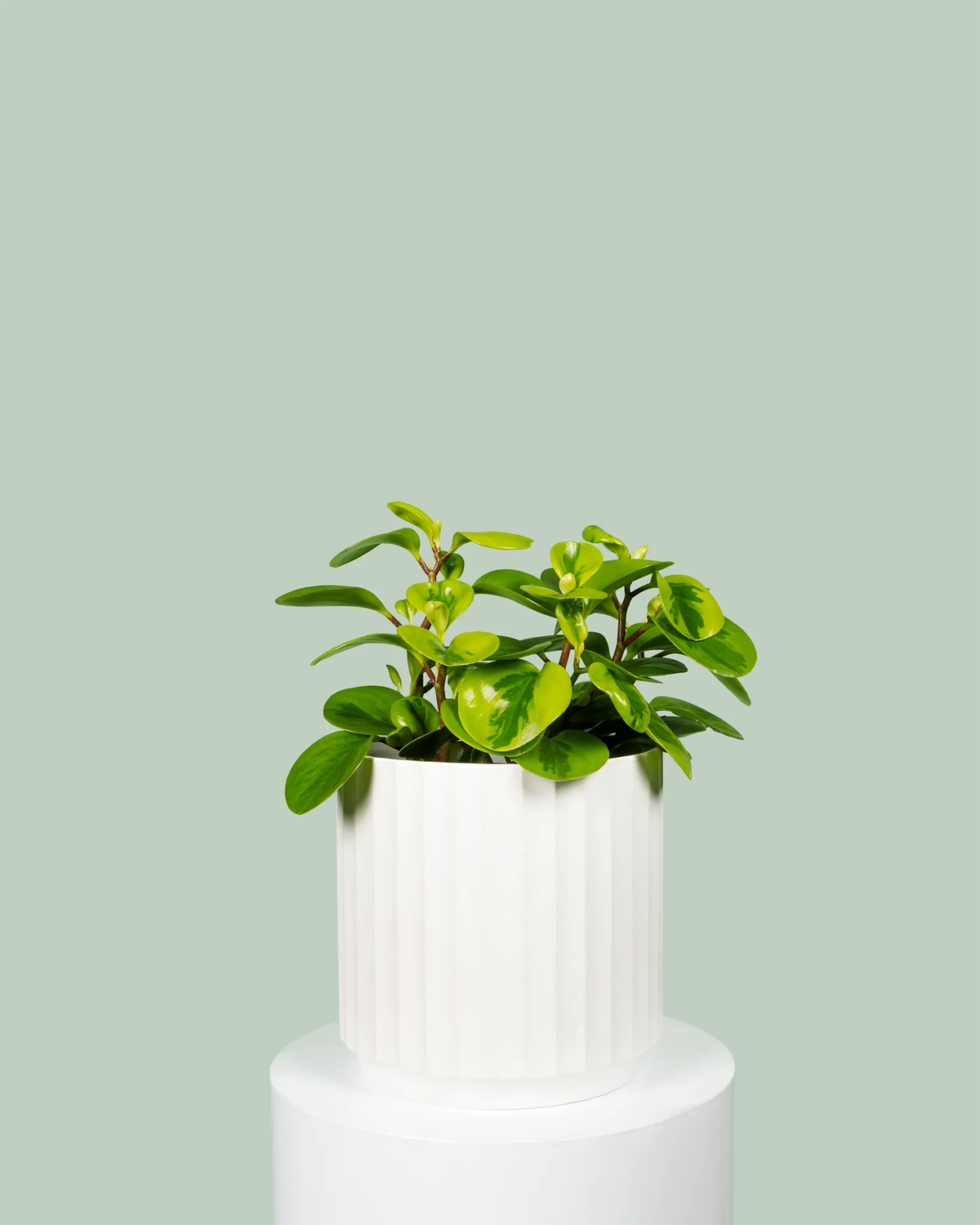 Peperomia Obtusifolia Lemon Lime