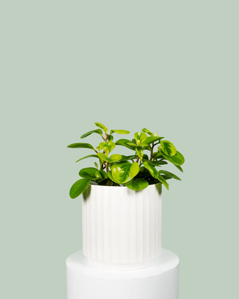 Peperomia Obtusifolia Lemon Lime