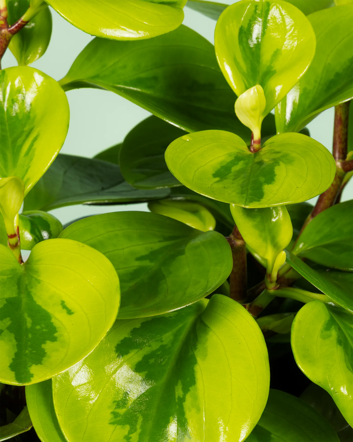 Peperomia Obtusifolia Lemon Lime