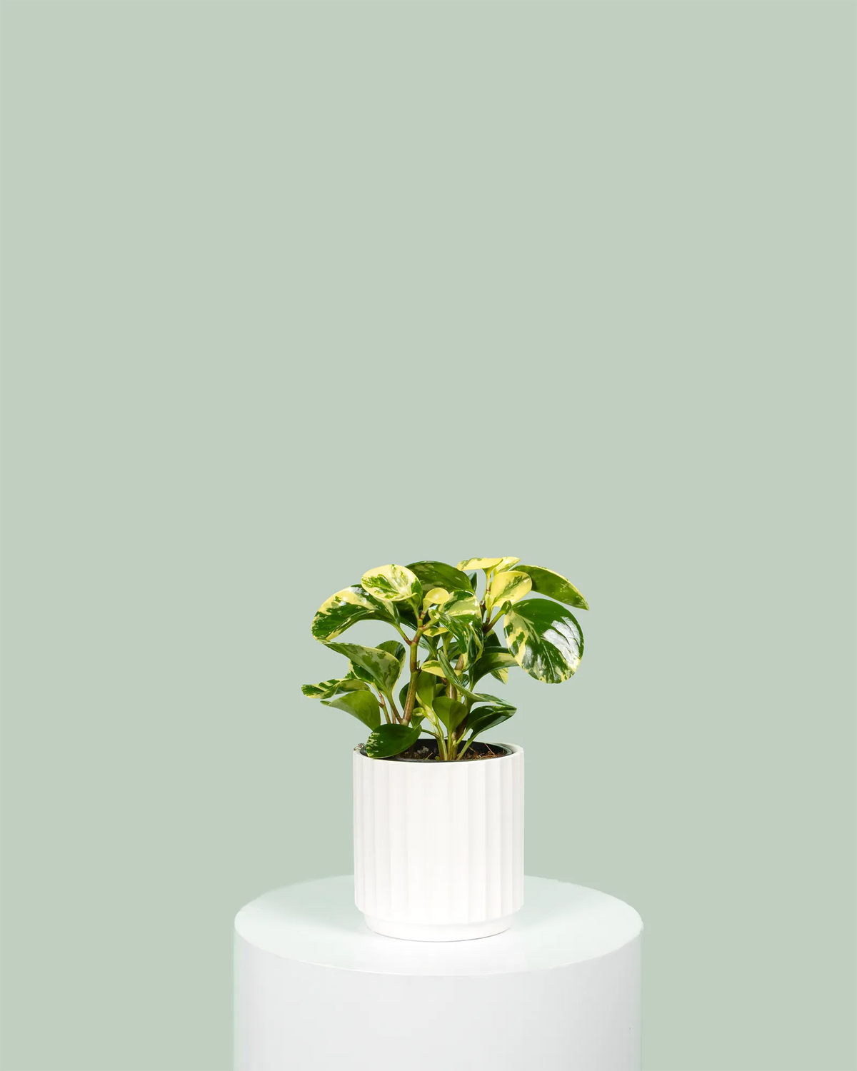 Peperomia Obtusifolia Marble