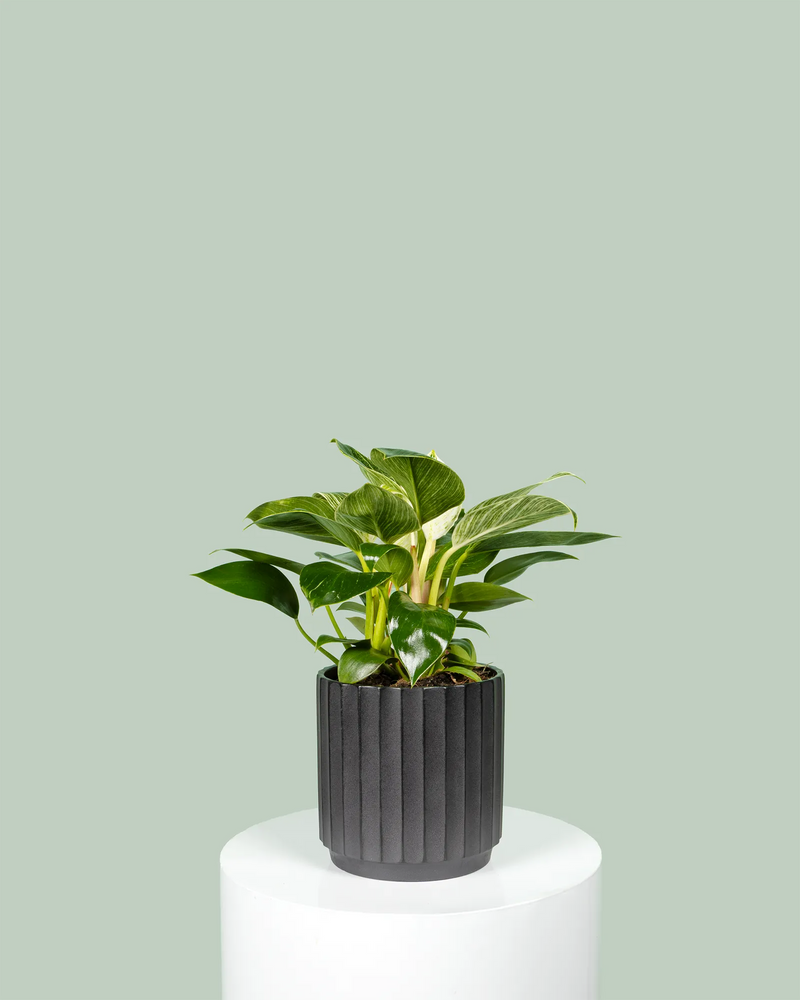 Philodendron Birkin