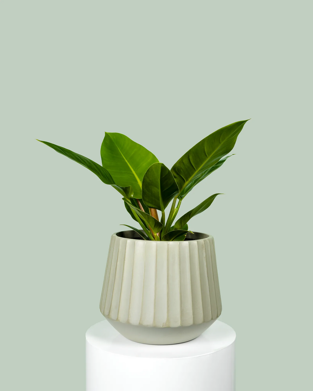Philodendron Imperial Green