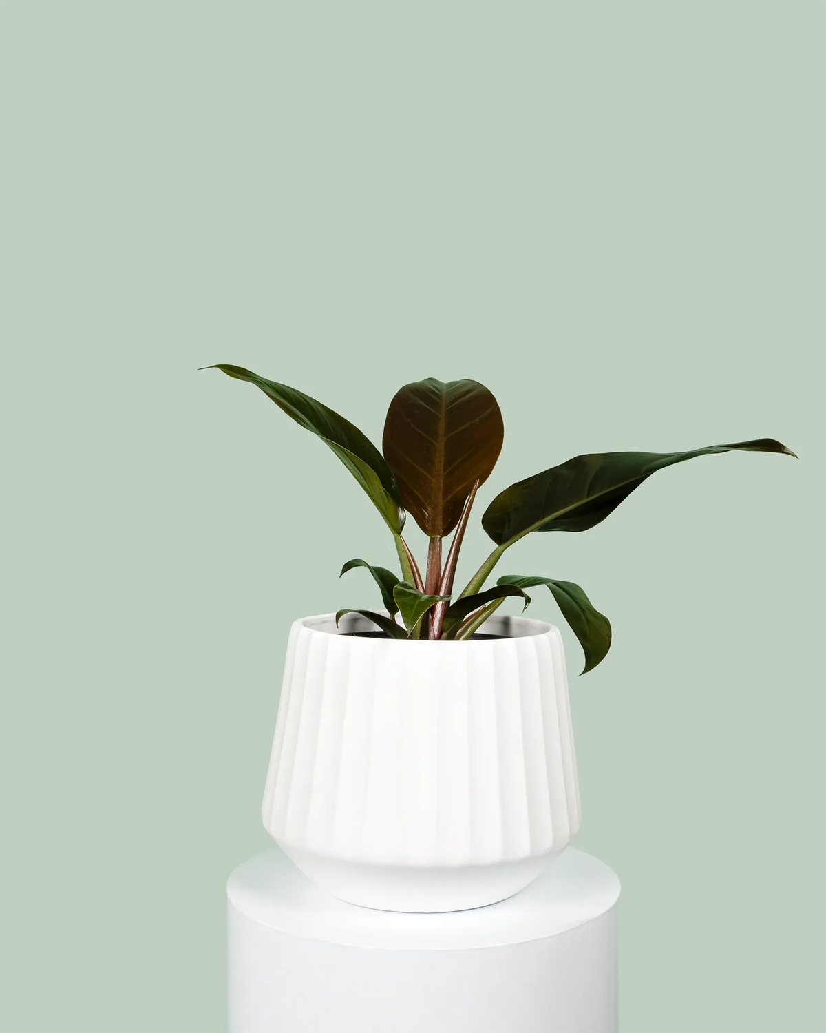 Philodendron Imperial Red