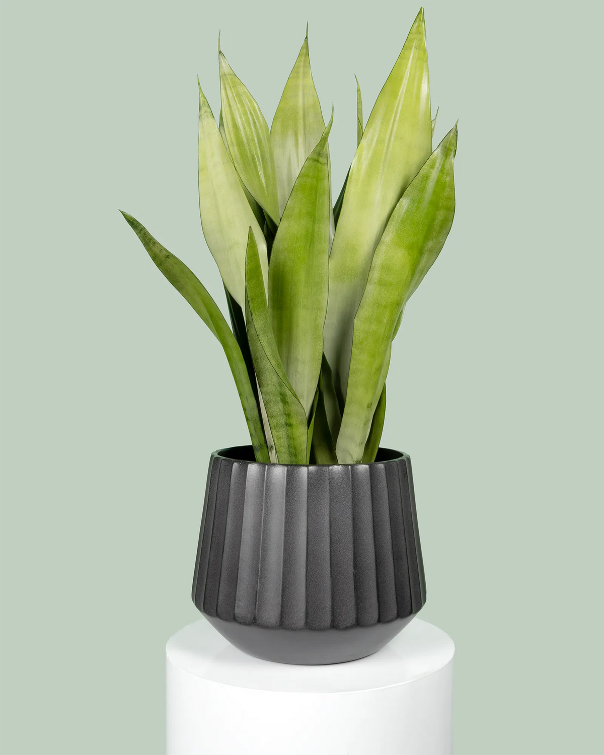 Sansevieria Moonshine