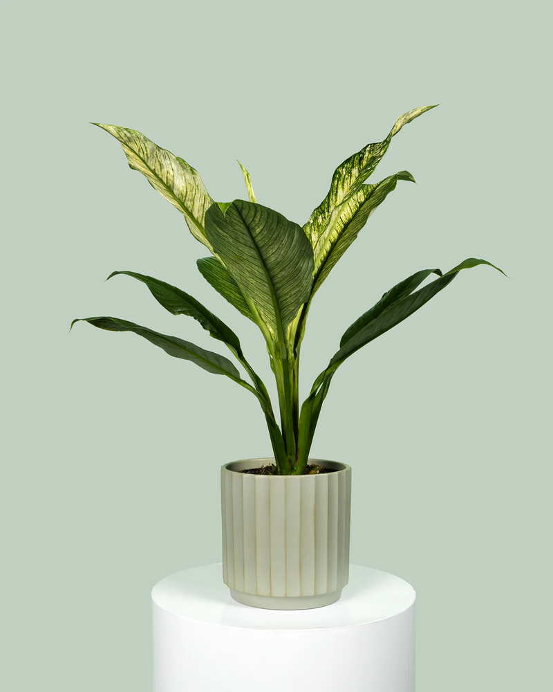 Spathiphyllum Jessica (Peace Lily)