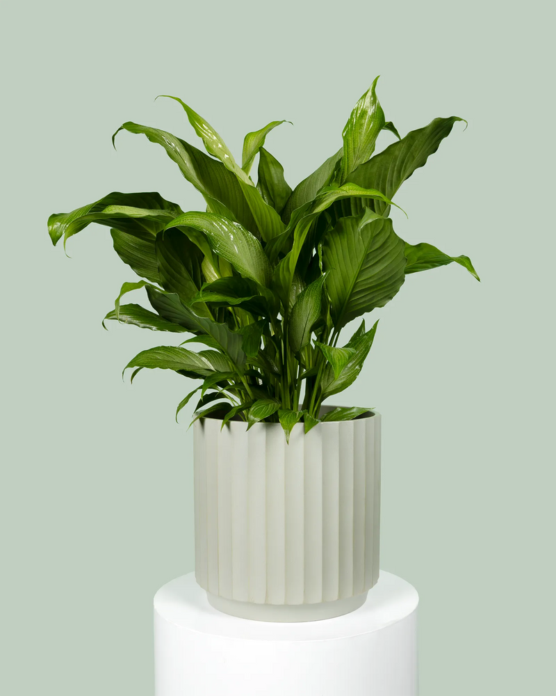 Spathiphyllum Platinum Mist