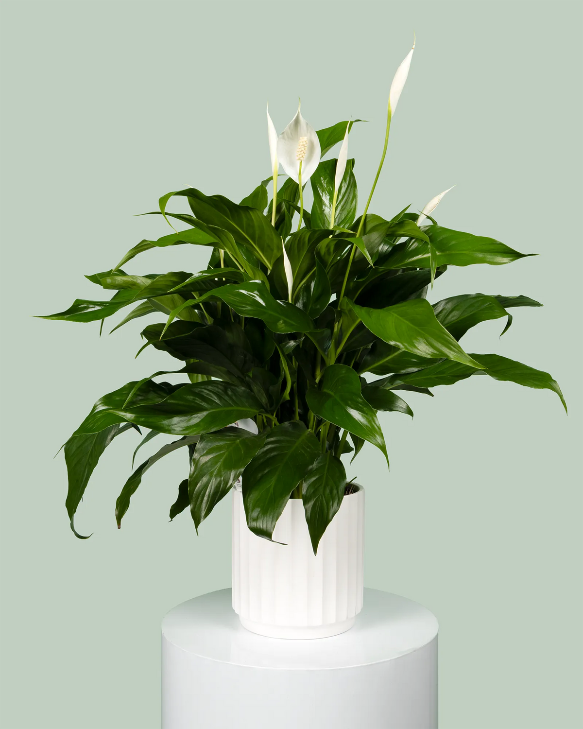 Spathiphyllum Rocco (Peace Lily)