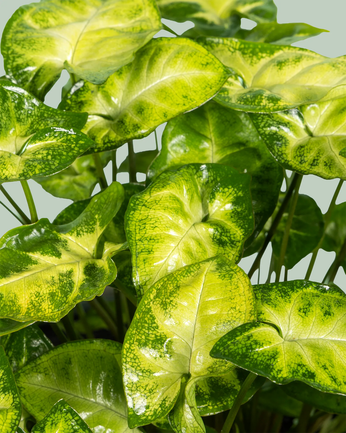 Syngonium Pixie