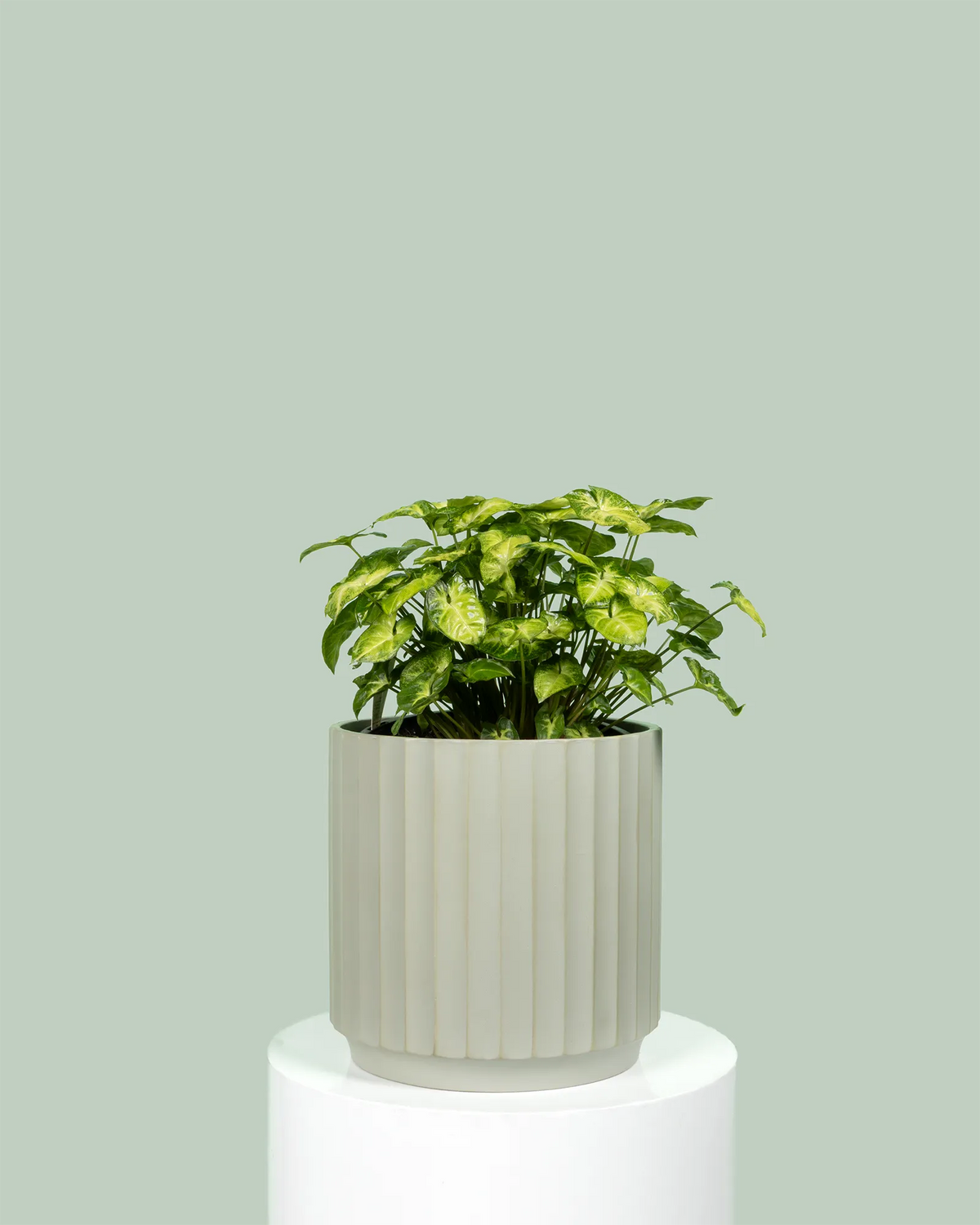Syngonium Pixie